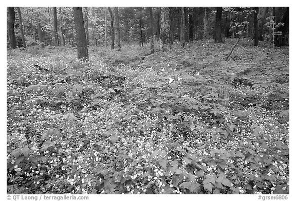 Forest floor covered with Fringed Phacelia (Phacelia fimbriata), Chimney area, Tennessee. Great Smoky Mountains National Park (black and white)
