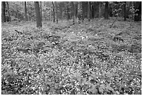 Forest floor covered with Fringed Phacelia (Phacelia fimbriata), Chimney area, Tennessee. Great Smoky Mountains National Park, USA. (black and white)