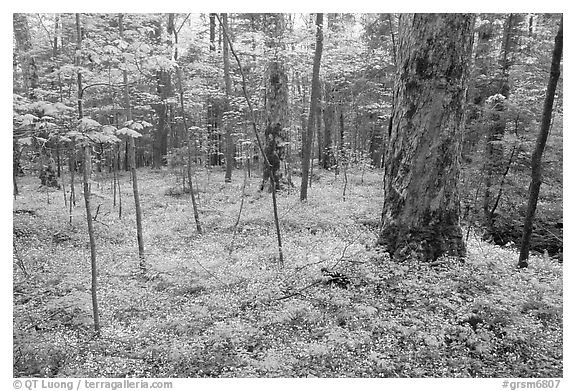 Forest floor covered with small white Fringed Phacelia flowers, Chimney area, Tennessee. Great Smoky Mountains National Park, USA.