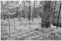 Forest floor covered with small white Fringed Phacelia flowers, Chimney area, Tennessee. Great Smoky Mountains National Park, USA. (black and white)