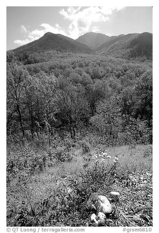 Mushroom, Hillside, and Mount Le Conte, Tennessee. Great Smoky Mountains National Park, USA.