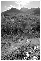 Mushroom, Hillside, and Mount Le Conte, Tennessee. Great Smoky Mountains National Park, USA. (black and white)