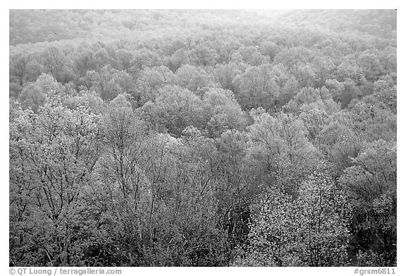 Forest canopy in spring, Tennessee. Great Smoky Mountains National Park, USA.