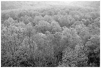 Forest canopy in spring, Tennessee. Great Smoky Mountains National Park, USA. (black and white)