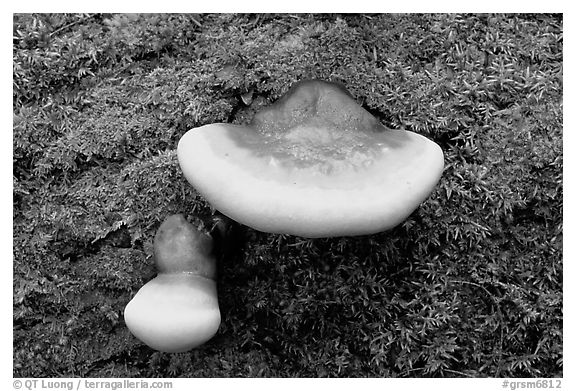 Mushroom close-up, Tennessee. Great Smoky Mountains National Park (black and white)