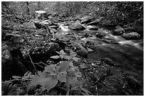 Cosby Creek, Tennessee. Great Smoky Mountains National Park, USA. (black and white)