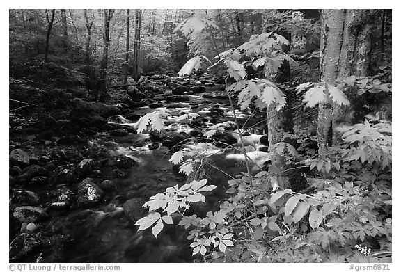 Wildflowers next to the Middle Prong of the Little Pigeon River, Tennessee. Great Smoky Mountains National Park (black and white)