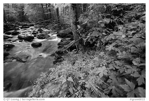 Spring Wildflowers next river flowing in forest, Greenbrier, Tennessee. Great Smoky Mountains National Park (black and white)