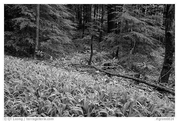 Crested Dwarf Irises and forest, Greenbrier, Tennessee. Great Smoky Mountains National Park, USA.