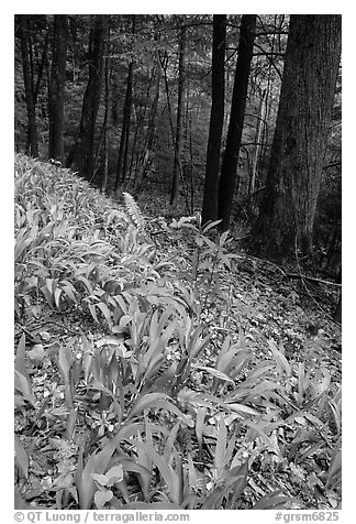 Crested Dwarf Irises blooming in the spring, Greenbrier, Tennessee. Great Smoky Mountains National Park (black and white)