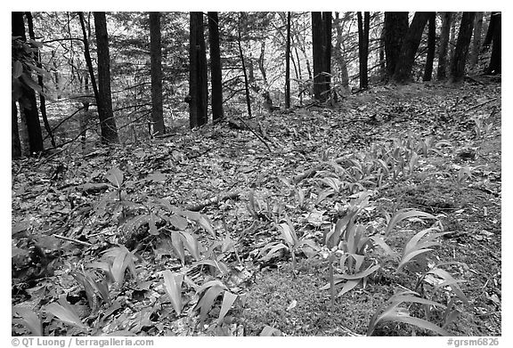 Forest floor with Crested Dwarf Iris, Greenbrier, Tennessee. Great Smoky Mountains National Park, USA.