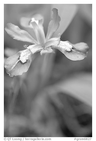 Crested Dwarf Iris close-up, Tennessee. Great Smoky Mountains National Park, USA.