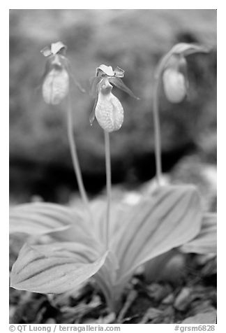Three pink lady slippers, Greenbrier, Tennessee. Great Smoky Mountains National Park (black and white)