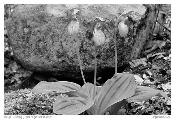 Pink lady slippers and rock, Greenbrier, Tennessee. Great Smoky Mountains National Park, USA.