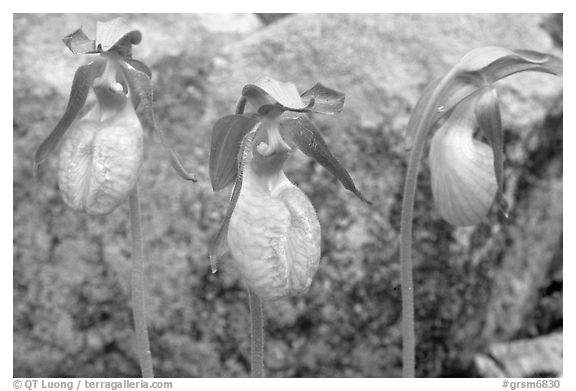 Three pink lady slippers and rock, Tennessee. Great Smoky Mountains National Park, USA.