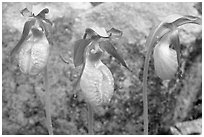 Three pink lady slippers and rock, Tennessee. Great Smoky Mountains National Park, USA. (black and white)