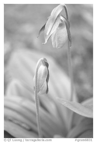 Yellow lady slippers close-up, Tennessee. Great Smoky Mountains National Park, USA.