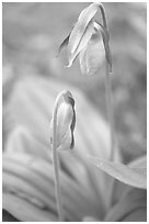 Yellow lady slippers close-up, Tennessee. Great Smoky Mountains National Park, USA. (black and white)