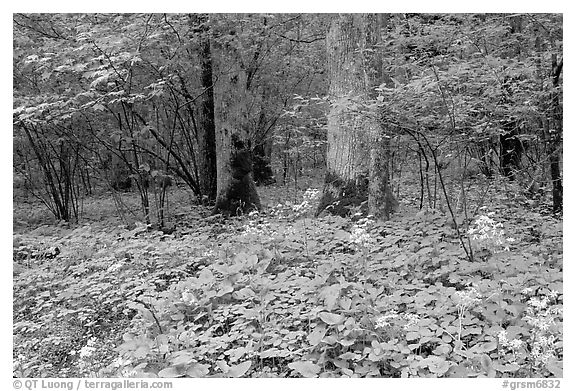 Yellow flowers on forest floor, Greenbrier, Tennessee. Great Smoky Mountains National Park (black and white)