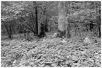 Yellow flowers on forest floor, Greenbrier, Tennessee. Great Smoky Mountains National Park ( black and white)