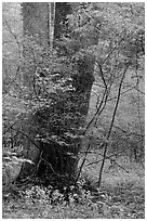 Tree trunks and yellow flowers, Greenbrier, Tennessee. Great Smoky Mountains National Park ( black and white)