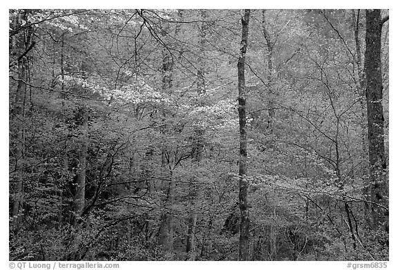 Blooming Dogwood and redbud trees in forest, Tennessee. Great Smoky Mountains National Park (black and white)