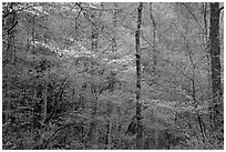 Blooming Dogwood and redbud trees in forest, Tennessee. Great Smoky Mountains National Park, USA. (black and white)