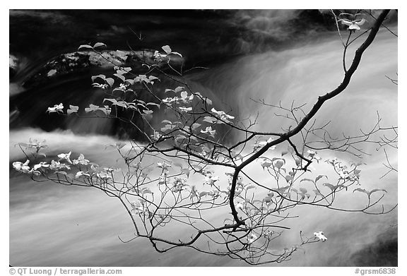 Dogwood branch with white blossoms and flowing stream, Treemont, Tennessee. Great Smoky Mountains National Park (black and white)