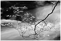 Dogwood branch with white blossoms and flowing stream, Treemont, Tennessee. Great Smoky Mountains National Park, USA. (black and white)