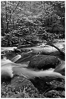 Blooming dogwood and stream flowing over boulders, Middle Prong of the Little River, Tennessee. Great Smoky Mountains National Park, USA. (black and white)