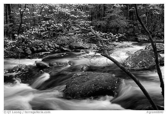 Dogwood with blossoms by flowing river, Treemont, Tennessee. Great Smoky Mountains National Park, USA.