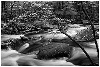 Dogwood with blossoms by flowing river, Treemont, Tennessee. Great Smoky Mountains National Park, USA. (black and white)