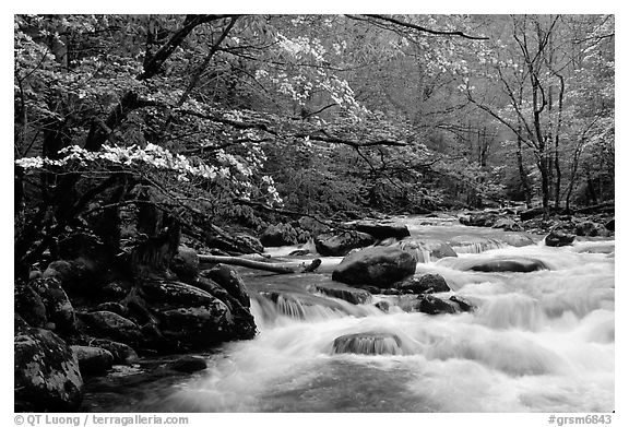 Dogwoods overhanging river with cascades, Treemont, Tennessee. Great Smoky Mountains National Park, USA.