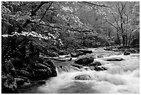 Dogwoods overhanging river with cascades, Treemont, Tennessee. Great Smoky Mountains National Park, USA. (black and white)