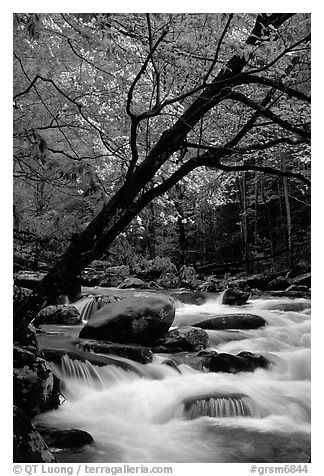 Dogwoods trees in bloom overhanging river cascades, Middle Prong of the Little River, Tennessee. Great Smoky Mountains National Park (black and white)