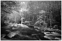 River and dogwoods, late afternoon sun, Middle Prong of the Little River, Tennessee. Great Smoky Mountains National Park, USA. (black and white)