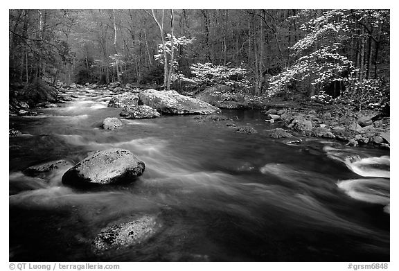 Stream and dogwoods in bloom, Middle Prong of the Little River, late afternoon, Tennessee. Great Smoky Mountains National Park (black and white)