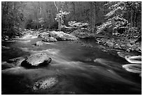Stream and dogwoods in bloom, Middle Prong of the Little River, late afternoon, Tennessee. Great Smoky Mountains National Park, USA. (black and white)