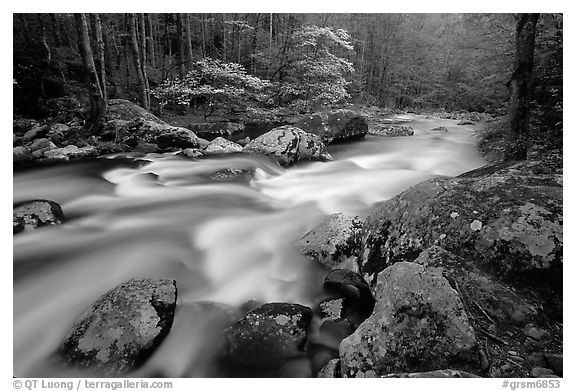 Middle Prong of the Little River flowing past dogwoods, Tennessee. Great Smoky Mountains National Park (black and white)