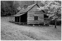 Noah Ogle Farm and dogwood tree in bloom, Tennessee. Great Smoky Mountains National Park, USA. (black and white)