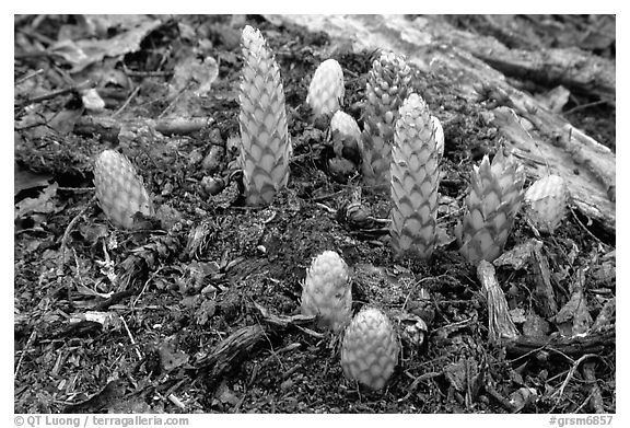 Squaw root (Conopholis americana), Tennessee. Great Smoky Mountains National Park (black and white)