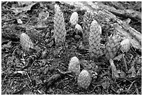 Squaw root (Conopholis americana), Tennessee. Great Smoky Mountains National Park, USA. (black and white)