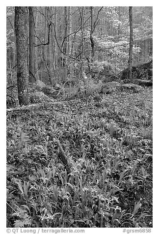 Crested Dwarf Irises in Forest, Roaring Fork, Tennessee. Great Smoky Mountains National Park (black and white)
