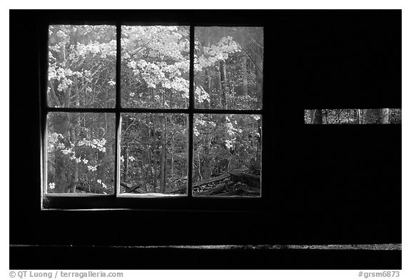 Dogwood blossoms seen from inside log cabin of Jim Bales, Tennessee. Great Smoky Mountains National Park (black and white)