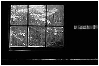 Dogwood blossoms seen from inside log cabin of Jim Bales, Tennessee. Great Smoky Mountains National Park ( black and white)