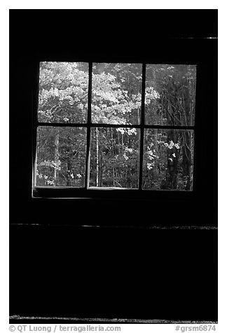 Dogwood blooms seen from the window of Jim Bales cabin, Tennessee. Great Smoky Mountains National Park (black and white)