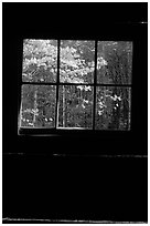 Dogwood blooms seen from the window of Jim Bales cabin, Tennessee. Great Smoky Mountains National Park ( black and white)