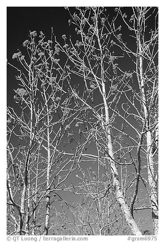 Mountain Ash berries againstblue sky, North Carolina. Great Smoky Mountains National Park (black and white)