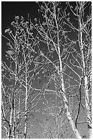 Mountain Ash berries againstblue sky, North Carolina. Great Smoky Mountains National Park ( black and white)