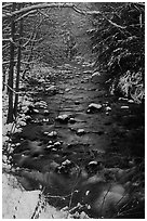 Creek and snowy trees in winter, Tennessee. Great Smoky Mountains National Park, USA. (black and white)